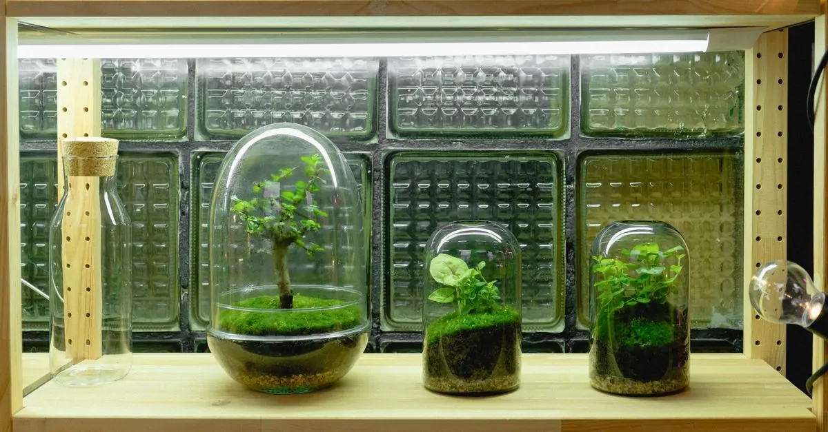 Tutto su Come Creare un Terrario per la Tua Casa